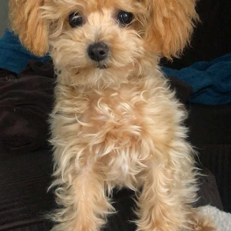 Itzy joined the competition — help win amazing prizes! canidae, carnivore, cavapoo, companion_dog, dog, dog_breed, dutch_smoushond, havanese, maltepoo, mammal, miniature_poodle, morkie, poodle, poodle_crossbreed, puppy, schnoodle, shih_poo, toy_poodle, vertebrate, yorkipoo