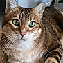 cat, tabby, green_eyes, close_up, whiskers, fur, pet, animal, indoor, face, portrait, looking, cute, feline, mammal, tabby_cat, eyes, domestic_cat, resting, alert