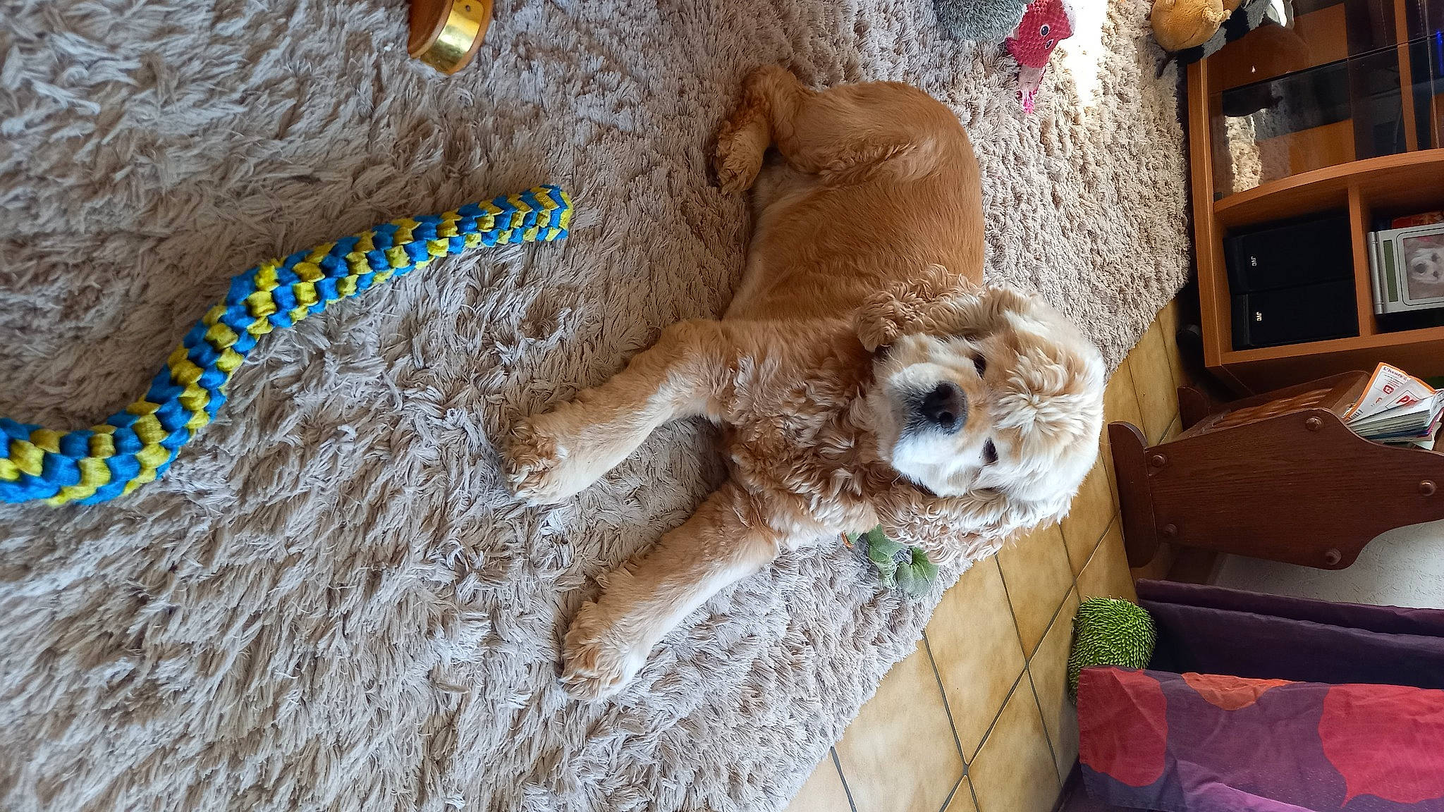 Looping a rejoint le concours — aidez-le/la à gagner de superbes lots ! art, canidae, dog_breed, event, fawn, fur, home_appliance, kitchen_appliance, microwave_oven, room, stuffed_toy, tail, teddy_bear, television, terrestrial_animal, toy, vertebrate, wood, wool, working_animal