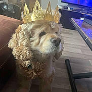Looping a rejoint le concours — aidez-le/la à gagner de superbes lots ! animal, brown_couch, canine, collar, crown, curly_fur, decor, dog, furniture, golden, household, indoor, living_room, pet, portrait, relaxed, sitting, table, television, wooden_floor