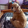 animal, bed, bedroom, blanket, canine, cozy, curled_up, curly_ears, decor, dog, domestic, fur, furniture, household, indoor, looking_back, pet, purple_wall, resting, wooden_furniture