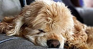 Isabelle Lequerrec participe au concours pour gagner de l'argent avec cette photo : animal, canine, close_up, companion, couch, cozy, curly_fur, cute, dog, domestic_animal, fur, furry, home, indoor, mammal, napping, pet, relaxed, resting, sleeping