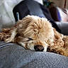 animal, canine, close_up, companion, couch, cozy, curly_fur, cute, dog, domestic_animal, fur, furry, home, indoor, mammal, napping, pet, relaxed, resting, sleeping