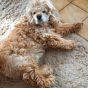Isabelle Lequerrec a rejoint le concours — aidez-le/la à gagner de superbes lots ! dog, curly_fur, indoor, rug, tile_floor, curtain, pet, relaxed, laying_down, brown, beige, cozy, floor, furniture, animal, companion, curious, home, domestic, cute