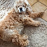 dog, curly_fur, indoor, rug, tile_floor, curtain, pet, relaxed, laying_down, brown, beige, cozy, floor, furniture, animal, companion, curious, home, domestic, cute