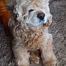 animal, brown, calm, carpet, closeup, companion, cozy, curly_fur, dog, domestic, floor, fur, furniture, home, indoor, looking_away, pet, sitting, table_leg, wooden_table