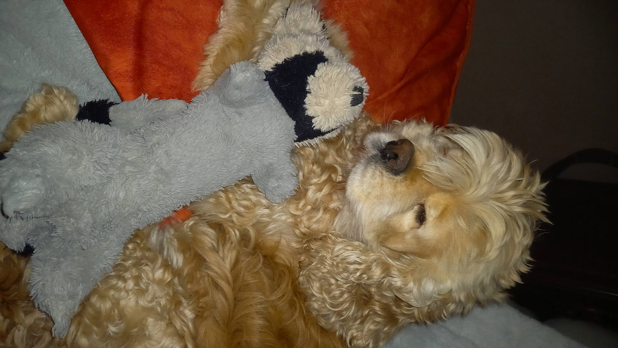 Looping participe au concours pour gagner de l'argent avec cette photo : canidae, carnivore, comfort, companion_dog, couch, dog, dog_breed, dog_supply, fawn, fur, labradoodle, small_terrier, snout, sporting_group, stuffed_toy, terrier, toy, toy_dog, working_animal, yorkipoo