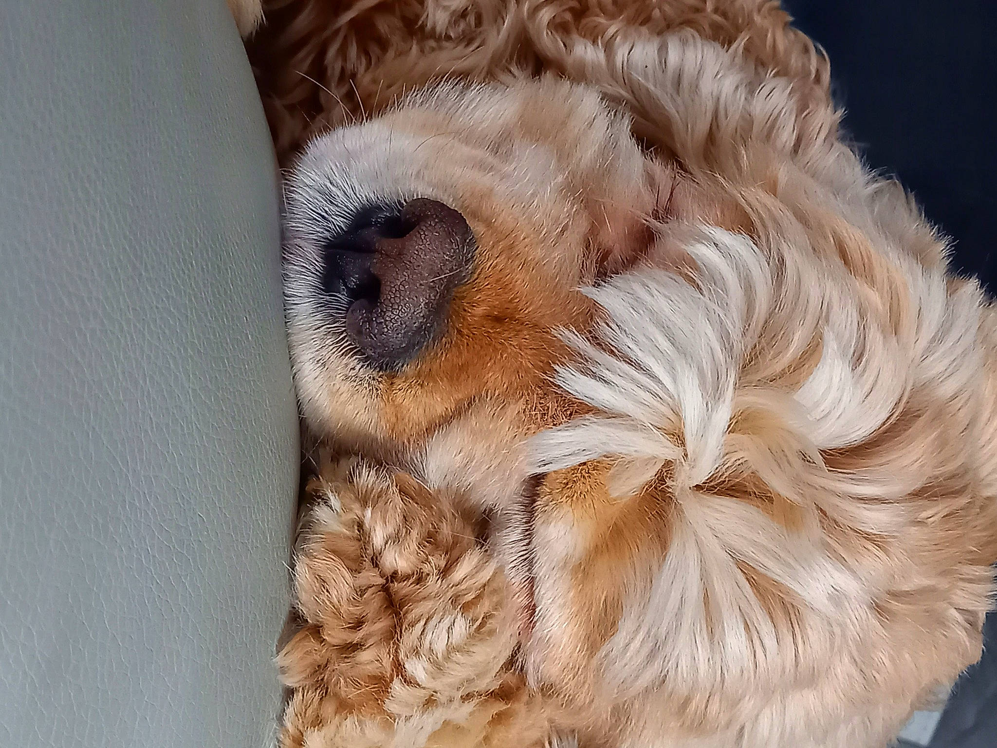 Looping a rejoint le concours — aidez-le/la à gagner de superbes lots ! canidae, carnivore, companion_dog, dog, dog_breed, dog_supply, fawn, fur, liver, maltepoo, nap, paw, puppy_love, small_terrier, snout, sporting_group, terrier, toy_dog, whiskers, working_animal