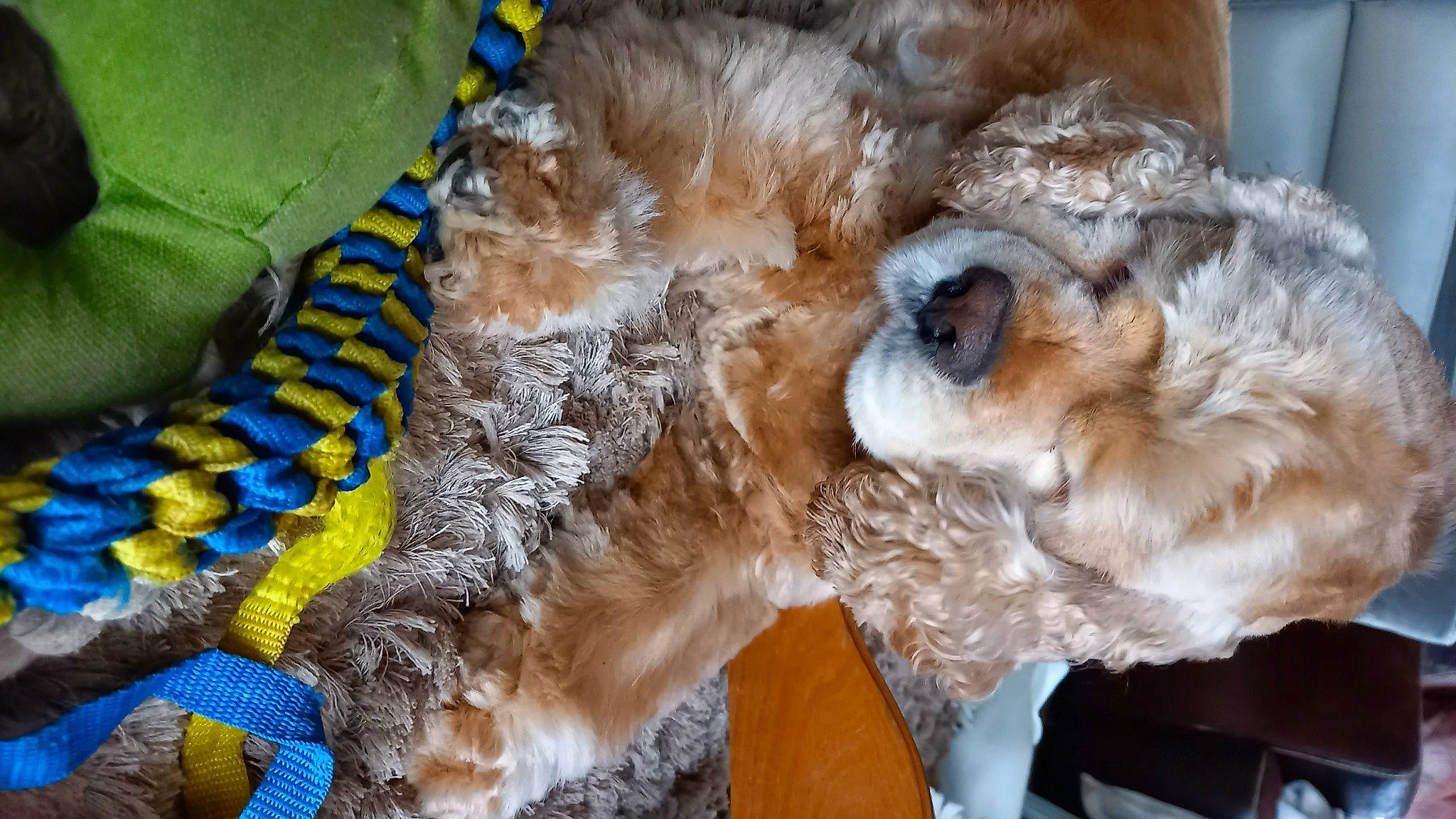 Looping participe au concours pour gagner de l'argent avec cette photo : canidae, carnivore, companion_dog, dog_breed, fawn, felidae, fur, pattern, paw, small_to_medium_sized_cats, snout, sporting_group, stuffed_toy, tail, terrestrial_animal, terrier, whiskers, wildlife, working_animal