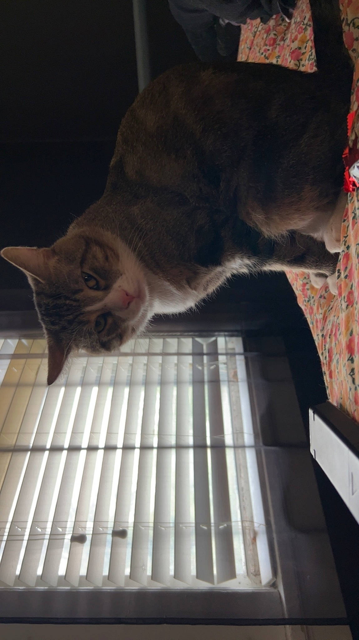 Björn joined the competition — help win amazing prizes! book, carnivore, cat, comfort, darkness, domestic_short_haired_cat, felidae, flooring, fur, hardwood, linens, office_equipment, publication, room, small_to_medium_sized_cats, tail, tints_and_shades, whiskers, window_covering, wood