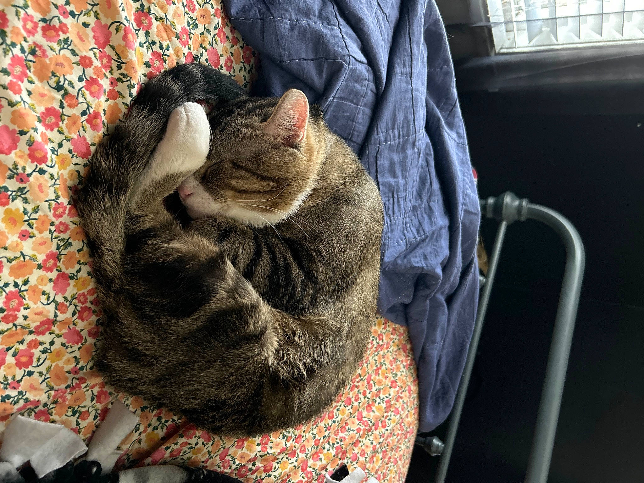 Björn joined the competition — help win amazing prizes! bag, carnivore, cat, claw, comfort, companion_dog, domestic_short_haired_cat, fashion_accessory, fawn, felidae, fur, fur_clothing, linens, pattern, sitting, small_to_medium_sized_cats, tail, whiskers, wool, woolen