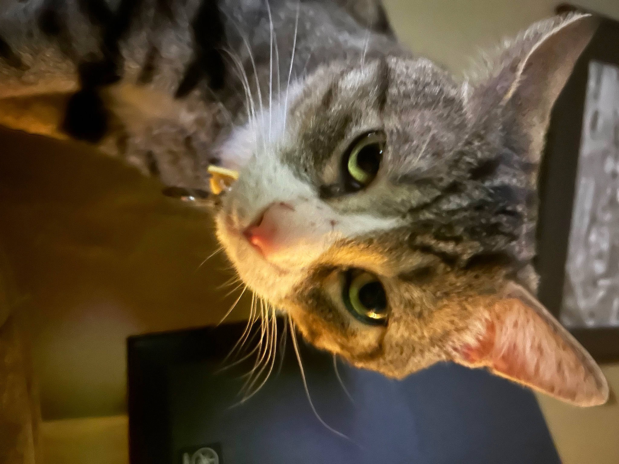 Björn is registered to the contest to win money with this photo: carnivore, cat, domestic_short_haired_cat, ear, felidae, fur, paw, small_to_medium_sized_cats, snout, whiskers, window