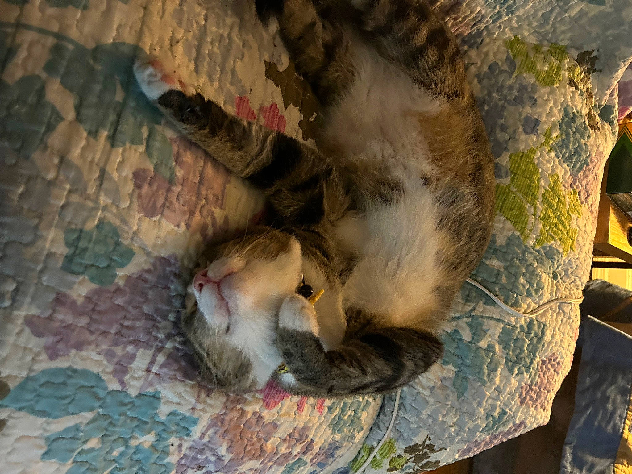 Björn joined the competition — help win amazing prizes! art, beak, bird, carnivore, cat, claw, domestic_short_haired_cat, fawn, feather, felidae, fur, paw, seabird, small_to_medium_sized_cats, tail, tree, whiskers, wildlife, wing, wood