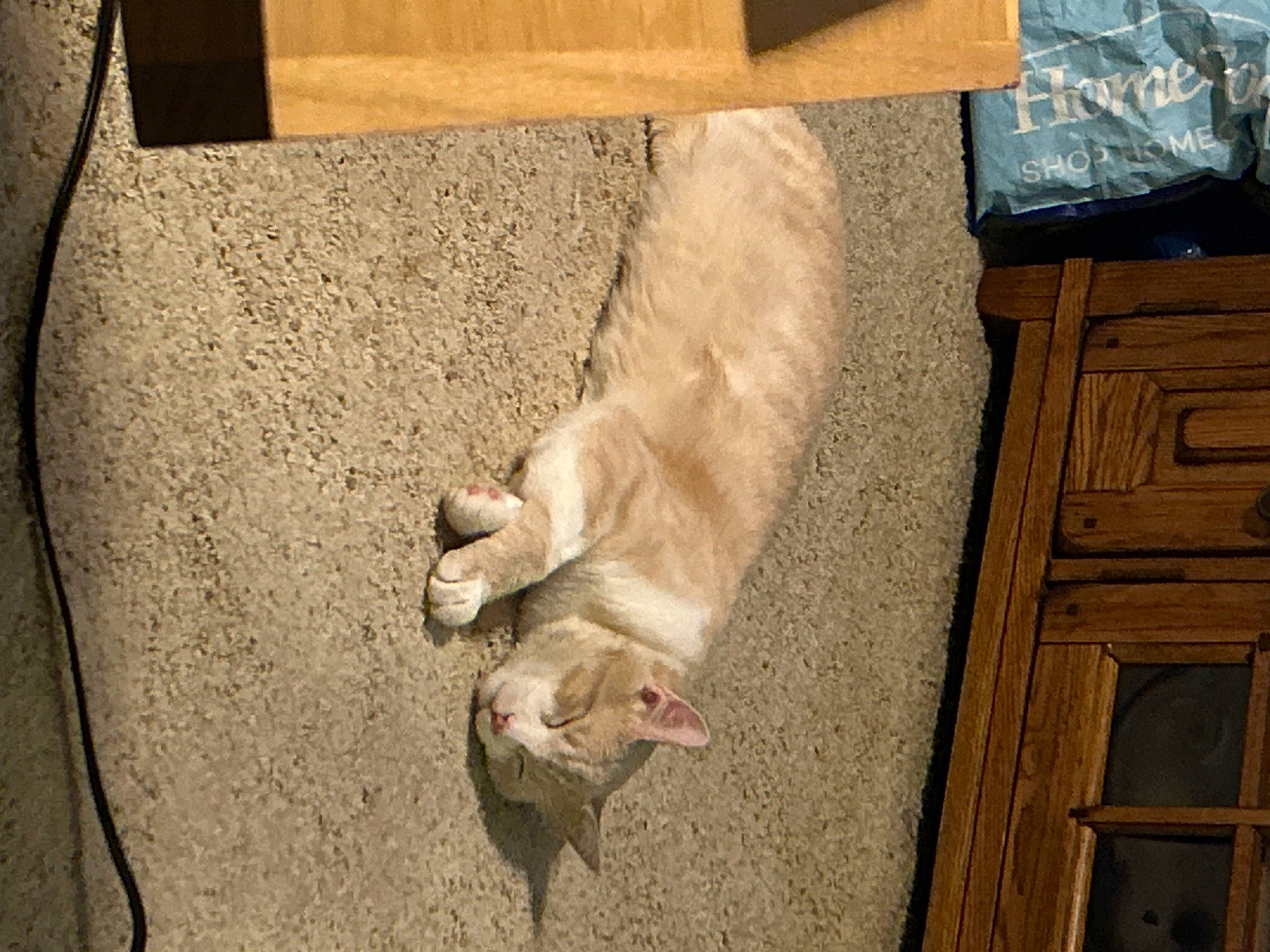 Hercules is registered to the contest to win money with this photo: canidae, carnivore, comfort, companion_dog, dog, dog_breed, fawn, felidae, floor, flooring, fur, hardwood, non_sporting_group, small_to_medium_sized_cats, snout, sporting_group, tail, whiskers, wood, working_animal