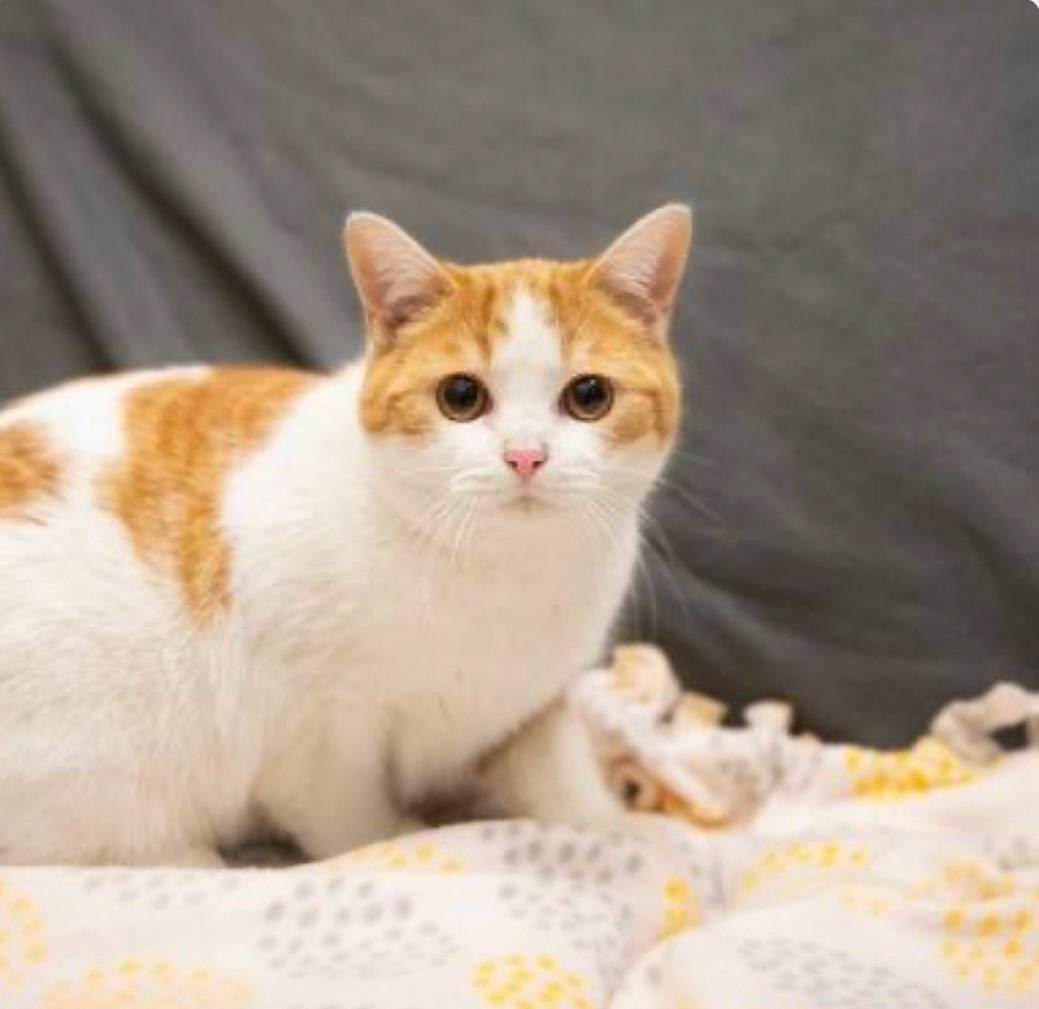 Quagmire joined the competition — help win amazing prizes! carnivore, cat, comfort, domestic_short_haired_cat, eye, fawn, felidae, fur, paw, rectangle, sitting, small_to_medium_sized_cats, snout, tail, terrestrial_animal, whiskers