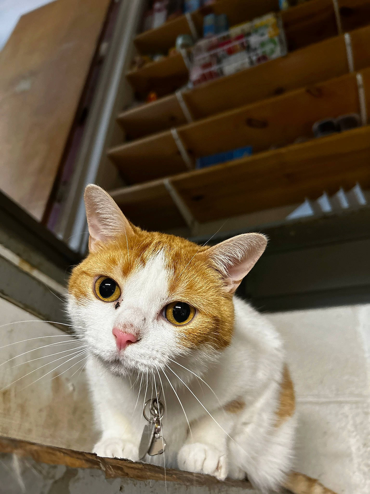 Quagmire joined the competition — help win amazing prizes! carnivore, cat, collar, domestic_short_haired_cat, fawn, felidae, fur, paw, pet_supply, small_to_medium_sized_cats, snout, tail, whiskers, wood