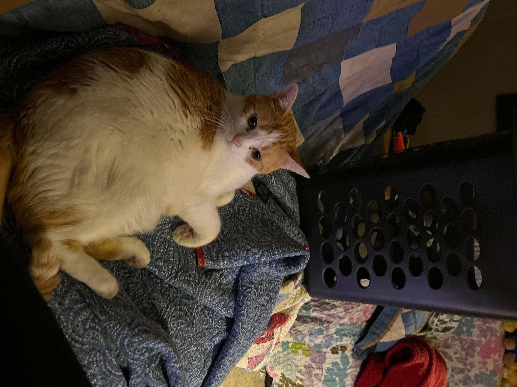 Quagmire is registered to the contest to win money with this photo: box, carnivore, cat, claw, companion_dog, domestic_short_haired_cat, fawn, felidae, fur, lap, paw, room, small_to_medium_sized_cats, tail, whiskers, wood