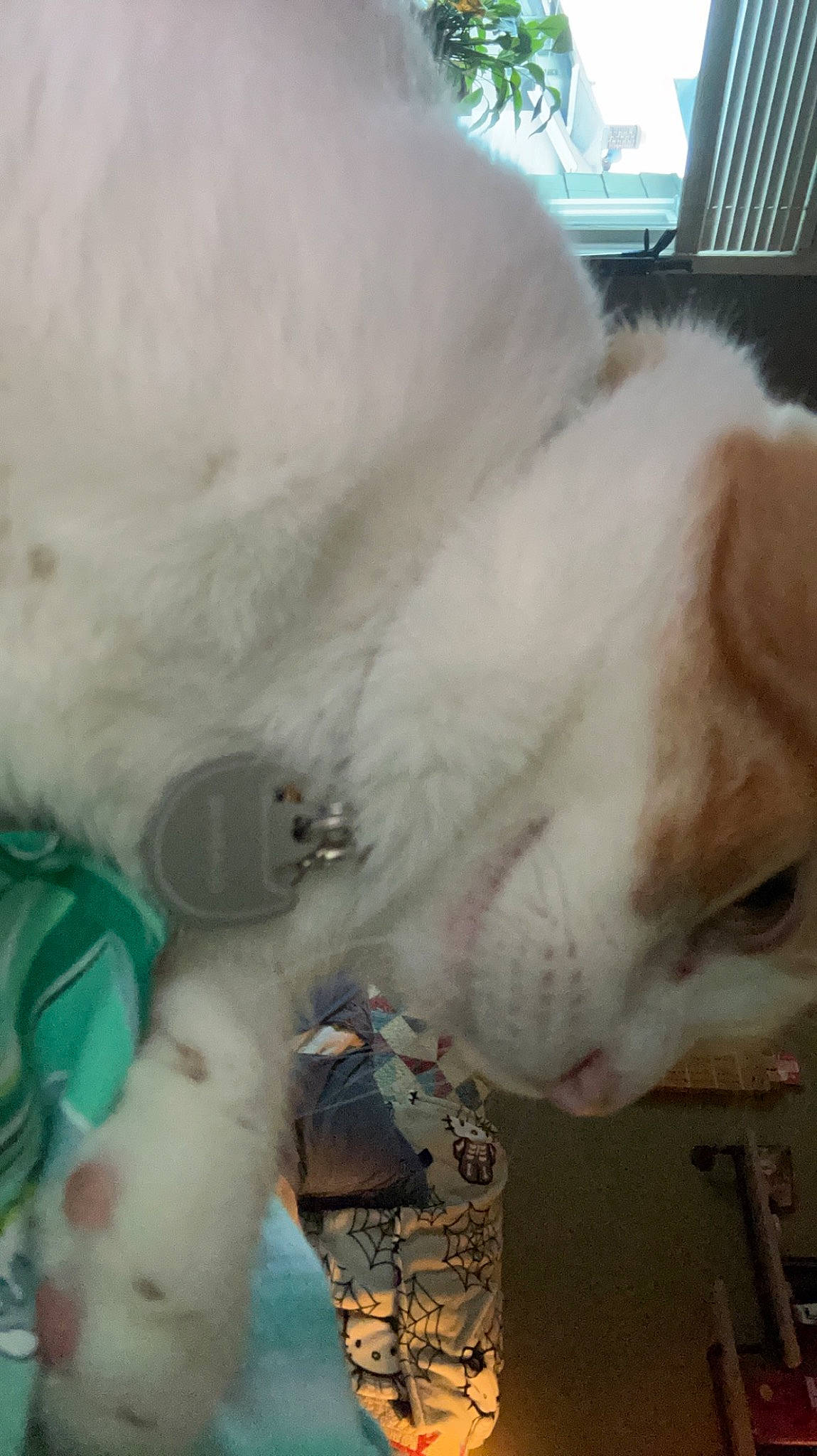 Quagmire joined the competition — help win amazing prizes! balinese, canidae, carnivore, cat, claw, collar, companion_dog, fawn, felidae, fur, jewellery, nap, paw, small_to_medium_sized_cats, snout, stuffed_toy, tail, whiskers