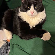 Milo joined the competition — help win amazing prizes! animal, black_and_white, blanket, cat, cozy, cushion, feline, green_fabric, home_decor, indoors, lounging, paws, pet, pink_nose, pointed_ears, portrait, sitting, tuxedo_cat, whiskers, yellow_eyes