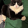 animal, black_and_white, blanket, cat, cozy, cushion, feline, green_fabric, home_decor, indoors, lounging, paws, pet, pink_nose, pointed_ears, portrait, sitting, tuxedo_cat, whiskers, yellow_eyes