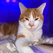 Luciano participe au concours pour gagner de l'argent avec cette photo : animal, bedroom, blanket, cat, close_up, cozy, cute, ears, feline, indoor, mammal, orange_cat, paw, pet, portrait, purple_light, relaxed, soft_focus, whiskers, white_cat