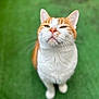 Luciano participe au concours pour gagner de l'argent avec cette photo : animal, blurred_background, cat, close_up, curious, cute, domestic_cat, ears, feline, fur, green_background, looking_up, nose, orange_cat, outdoor, pet, portrait, standing, whiskers, white_cat