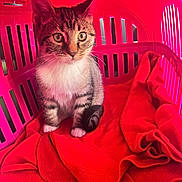 Leclerc a rejoint le concours — aidez-le/la à gagner de superbes lots ! cat, kitten, tabby, pet_carrier, blanket, red, pink, indoor, animal, cute, young, feline, whiskers, ears, sitting, fur, eyes, pet, cozy, small