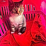 cat, kitten, tabby, pet_carrier, blanket, red, pink, indoor, animal, cute, young, feline, whiskers, ears, sitting, fur, eyes, pet, cozy, small