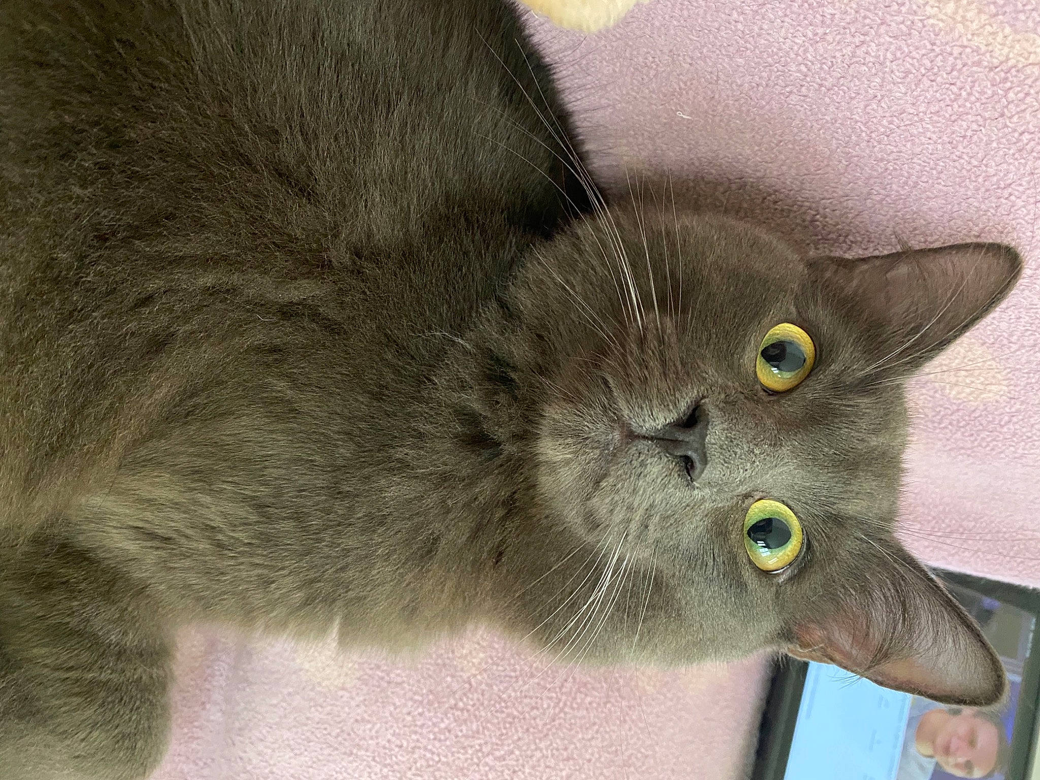 Dominique participe au concours pour gagner de l'argent avec cette photo : carnivore, cat, domestic_short_haired_cat, felidae, fur, plant, russian_blue, small_to_medium_sized_cats, snout, whiskers