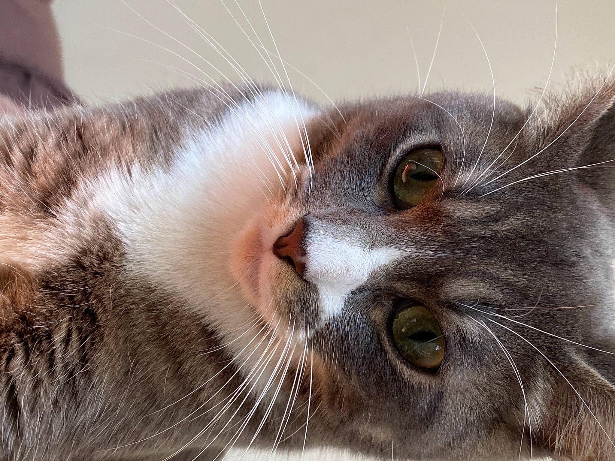 Bali a rejoint le concours — aidez-le/la à gagner de superbes lots ! carnivore, cat, close_up, comfort, domestic_short_haired_cat, felidae, fur, small_to_medium_sized_cats, snout, terrestrial_animal, whiskers