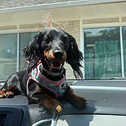 Diva is registered to the contest to win money with this photo: dog, dachshund, pet, animal, dashboard, car, sunlight, shadow, harness, black_and_tan, outdoor, window, building, sky, happy, tongue_out, fur, ears, cute, smiling