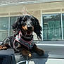 dog, dachshund, pet, animal, dashboard, car, sunlight, shadow, harness, black_and_tan, outdoor, window, building, sky, happy, tongue_out, fur, ears, cute, smiling