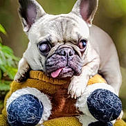 Derpy joined the competition — help win amazing prizes! animal, bokeh, close_up, cute, dog, ears, expression, face, french_bulldog, greenery, leaves, nose, outdoor, paws, pet, plush_toy, portrait, stuffed_animal, tongue_out, wrinkled_skin