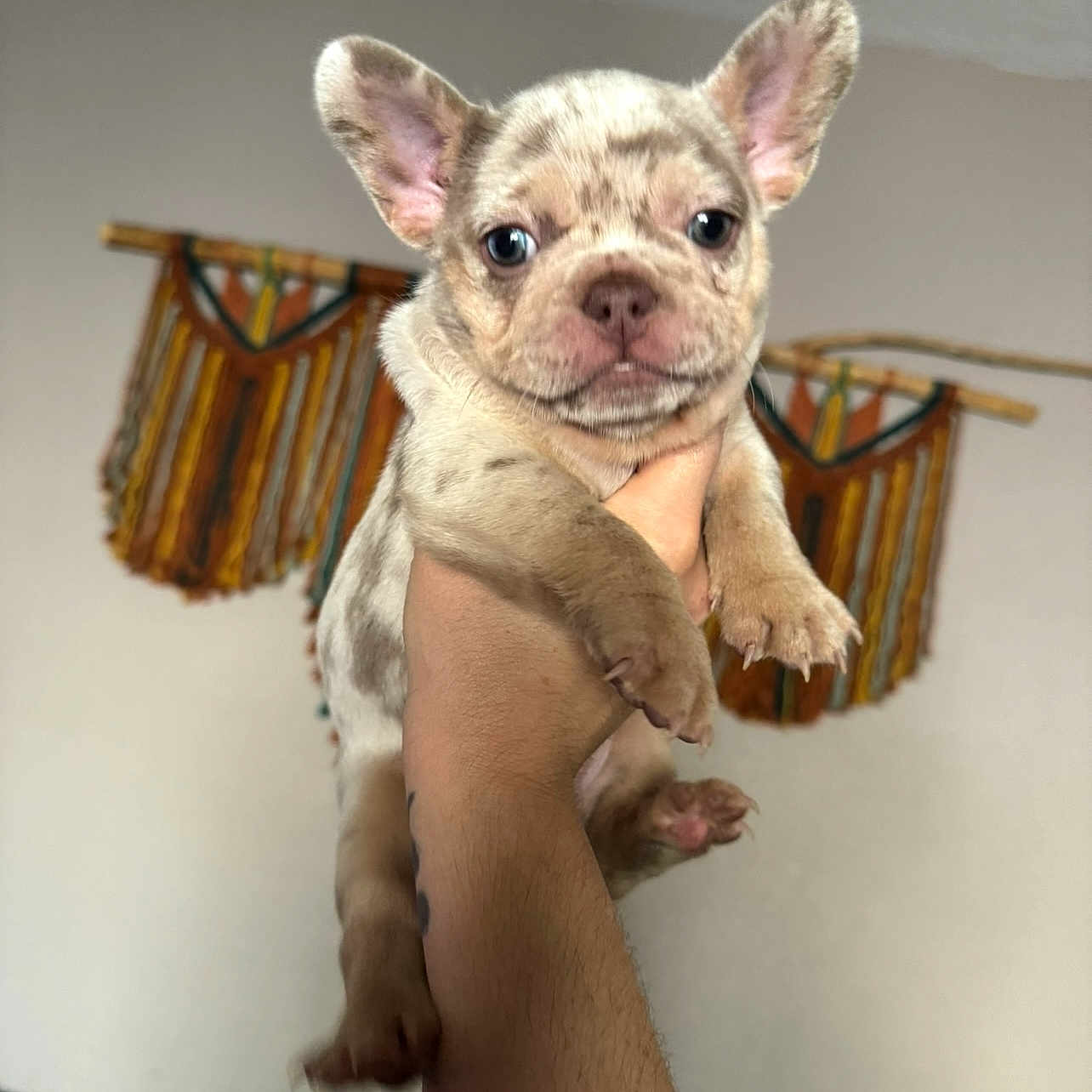 Ellie is registered to the contest to win money with this photo: animal, boxer, bulldog, canine, cat, dog, frenchbulldog, hound, indoors, interiordesign, pet, pitbull, puppy, whitedog