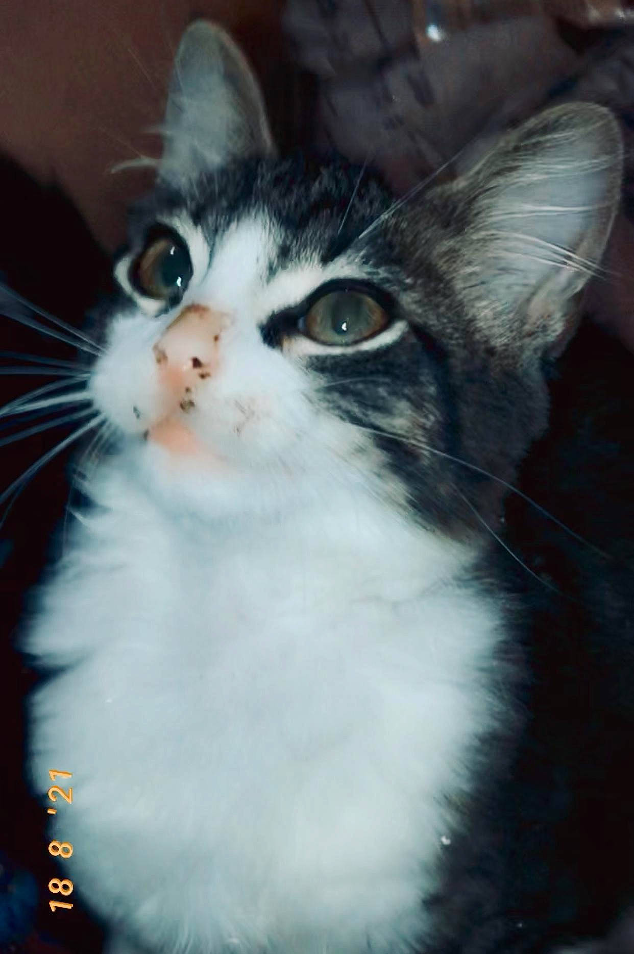 Prince joined the competition — help win amazing prizes! carnivore, cat, domestic_short_haired_cat, eye, felidae, fur, iris, monochrome_photography, small_to_medium_sized_cats, snout, tail, whiskers, window