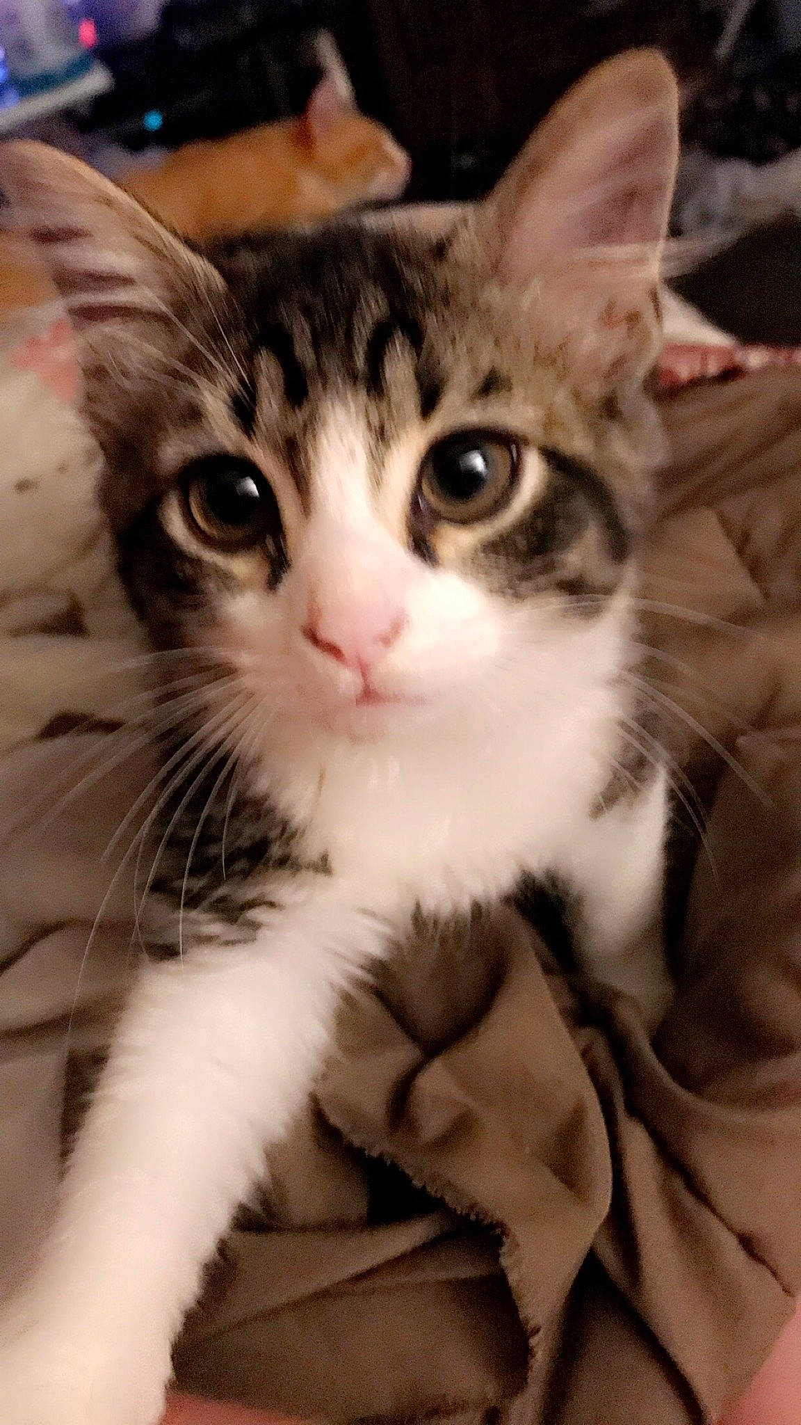 Prince is registered to the contest to win money with this photo: carnivore, cat, claw, comfort, domestic_short_haired_cat, ear, fawn, felidae, foot, fur, paw, photo_caption, sitting, small_to_medium_sized_cats, snout, tail, whiskers