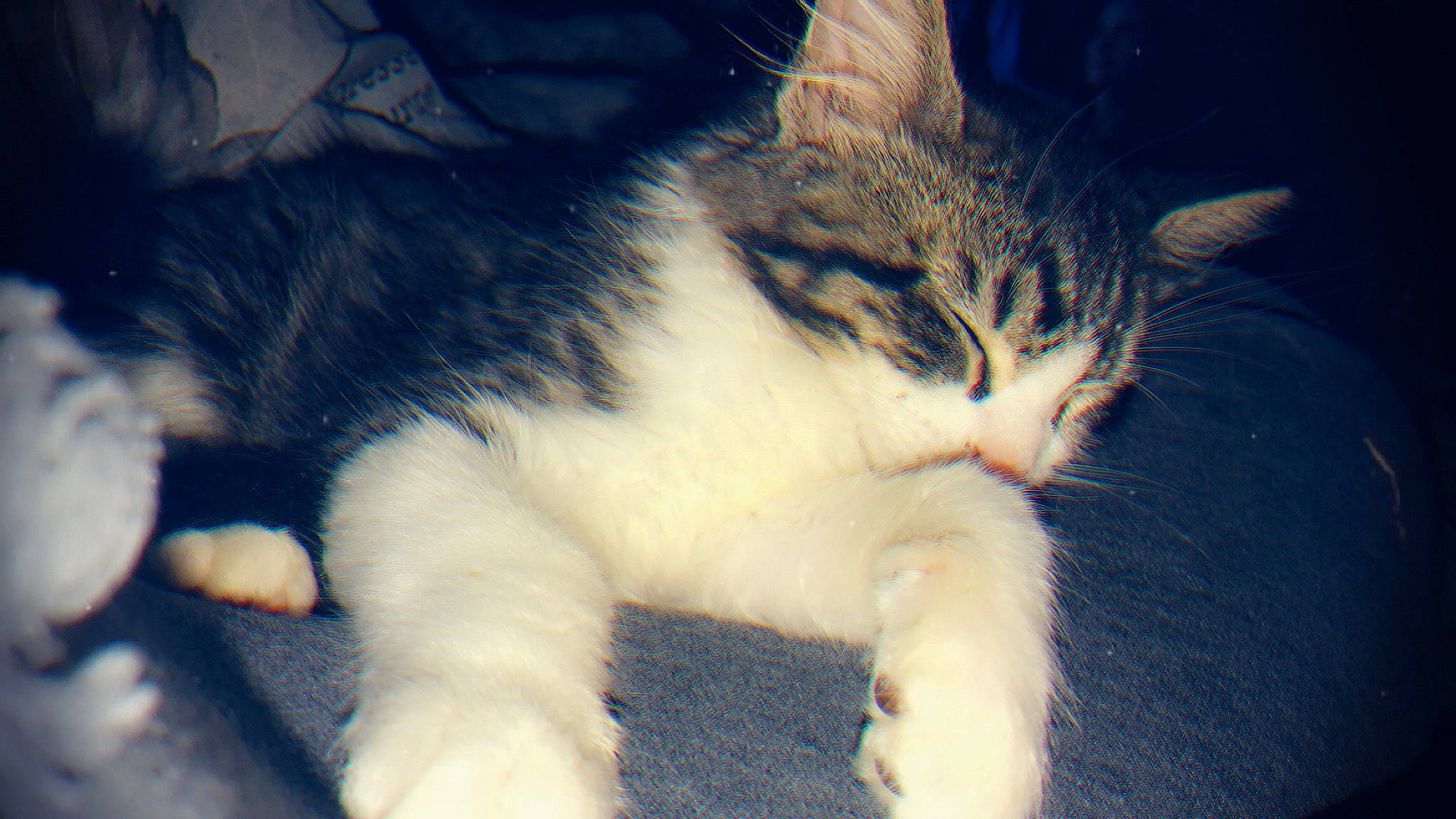 Prince joined the competition — help win amazing prizes! carnivore, cat, claw, cloud, domestic_short_haired_cat, electric_blue, felidae, fur, grass, mammal, meteorological_phenomenon, night, paw, sky, sleep, small_to_medium_sized_cats, snout, tail, vertebrate, whiskers