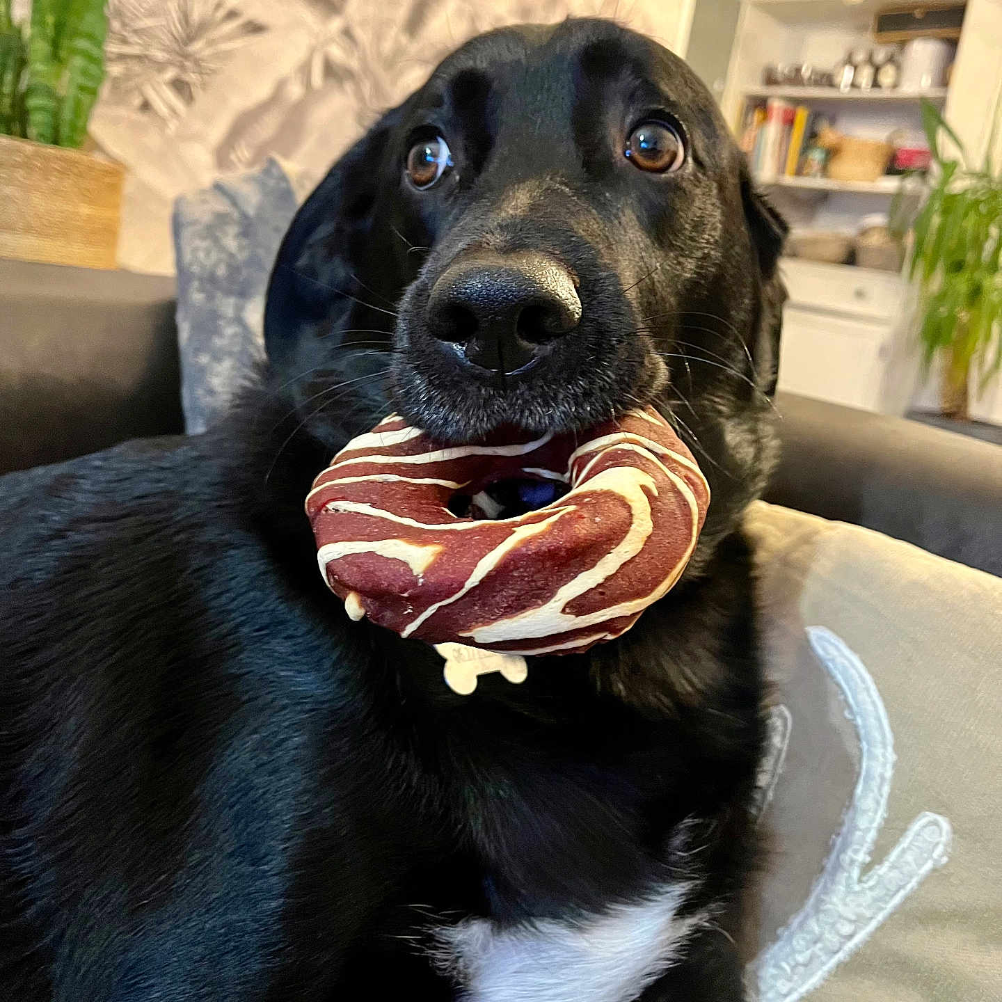 Bud a rejoint le concours — aidez-le/la à gagner de superbes lots ! animal, black_dog, closeup, couch, curious, dog, donut_toy, ears, fur, furniture, home, houseplant, indoor, nose, pet, pillow, shelf, sitting, toy, whiskers