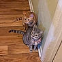 cat, two_cats, orange_cat, gray_cat, pink_bow, wooden_floor, indoor, pets, curious, sitting, wall, domestic_animal, feline, collar, striped_tail, ears, whiskers, flooring, corner, house