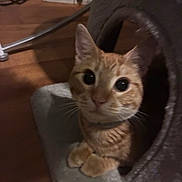 Coco joined the competition — help win amazing prizes! cat, orange_tabby, pet, indoor, cat_condo, wooden_floor, curious, animal, feline, whiskers, ears, paws, eyes, fur, cute, cozy, home, cable, dark_background, looking