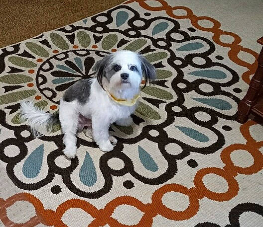 Jango joined the competition — help win amazing prizes! canidae, carnivore, carpet, circle, companion_dog, dishware, dog, dog_breed, dog_supply, floor, flooring, font, metal, pattern, paw, porcelain, rectangle, serveware, sporting_group, toy_dog