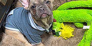 Bandit is registered to the contest to win money with this photo: dog, puppy, french_bulldog, hoodie, pet_bed, plush_toy, green_toy, indoor, floor, cute, ears, animal, pet, looking, young_dog, cozy, fur, toy, resting, small_dog