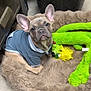 dog, puppy, french_bulldog, hoodie, pet_bed, plush_toy, green_toy, indoor, floor, cute, ears, animal, pet, looking, young_dog, cozy, fur, toy, resting, small_dog