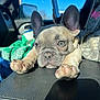 Bandit joined the competition — help win amazing prizes! dog, french_bulldog, puppy, car_interior, armrest, paw, ear, face, wrinkles, blanket, person, mobile_phone, window, sunlight, leather, seat, couch, closeup, pet, relaxed