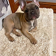 Bandit joined the competition — help win amazing prizes! french_bulldog, puppy, dog, pet, indoor, rug, fluffy, curious, ears, corner, wooden_trim, tile_floor, light_brown, gray_wall, resting, cute, young, animal, companion, domestic
