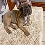 french_bulldog, puppy, dog, pet, indoor, rug, fluffy, curious, ears, corner, wooden_trim, tile_floor, light_brown, gray_wall, resting, cute, young, animal, companion, domestic