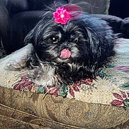 Baby joined the competition — help win amazing prizes! dog, pet, fluffy, black_and_white, flower_accessory, tongue_out, cushion, patterned_fabric, sofa, indoor, cozy, relaxed, animal, cute, small_dog, fur, lying_down, home, domestic, companion