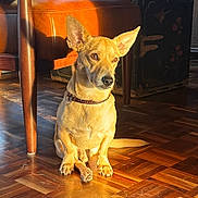 Lentini joined the competition — help win amazing prizes! dog, pet, indoor, wooden_floor, sunlight, leather_chair, vintage_furniture, warm_light, brown_dog, sitting, attentive, collar, flooring, home, cozy, furniture, window_light, domestic_animal, animal, sunbeam