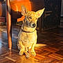 dog, pet, indoor, wooden_floor, sunlight, leather_chair, vintage_furniture, warm_light, brown_dog, sitting, attentive, collar, flooring, home, cozy, furniture, window_light, domestic_animal, animal, sunbeam