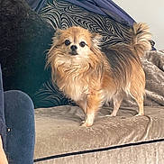 Hope joined the competition — help win amazing prizes! alert, animal, black_fur, blanket, companion, couch, cushion, cute, dog, domestic, fluffy_dog, fur, furniture, home, indoor, living_room, pet, small_dog, standing, tan_fur